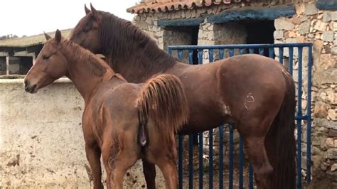 Enorme caballo montando a una caliente yegua